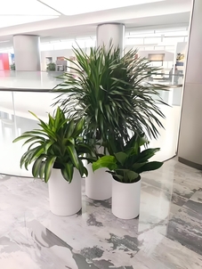 探寻宁波绿植租摆优质之选，你知道几家？